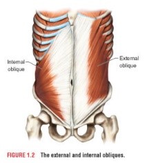 Interne en externe schuine buikspieren